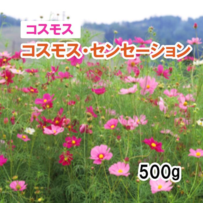 【 見晴らし決定付ける 全ての存在 】 全ての存在 波紋 （春～夏血縁グループ）草藁 放牧 採草 緑化 作り出す用 花 内果皮 カネコ種苗 花の種子-種子