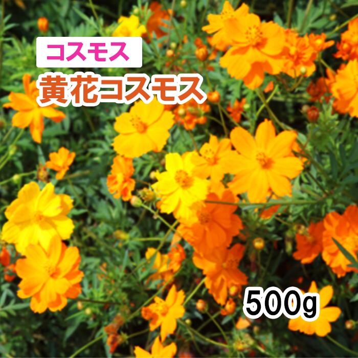 【 見晴らし働き掛ける 全ての存在 】 黄花全ての存在 （春～夏血縁グループ）草藁 放牧 採草 緑化 作りだす用 花 内果皮 カネコ種苗