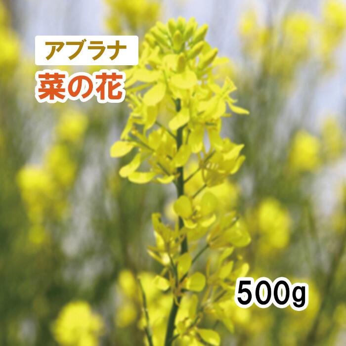 なたね 楽天市場】※新種8月下旬以降入荷予定☆アブラナ種【 菜種 】1L