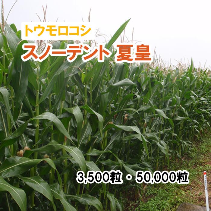 【 干し草用 唐きび 】 スノーデント 夏皇 / SH2933 PVP 3,500粒 50,000粒 草藁 作りだす用 緑化 緑肥 内果皮 雪印種苗