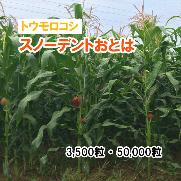 26春品切【 干し草用 唐きび 】 スノーデントおとは / PI2008 PVP 3,500粒 50,000粒 草藁 作りだす用 緑化 緑肥 内果皮 雪印種苗