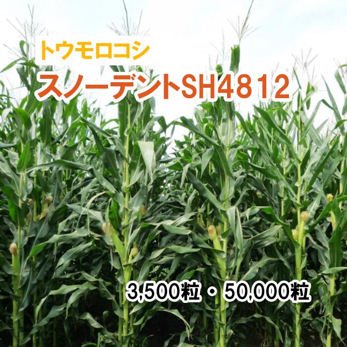 【 干し草用 唐きび 】 スノーデントSH4812 / SH2812 3,500粒 50,000粒 草藁 作りだす用 緑化 緑肥 内果皮 雪印種苗