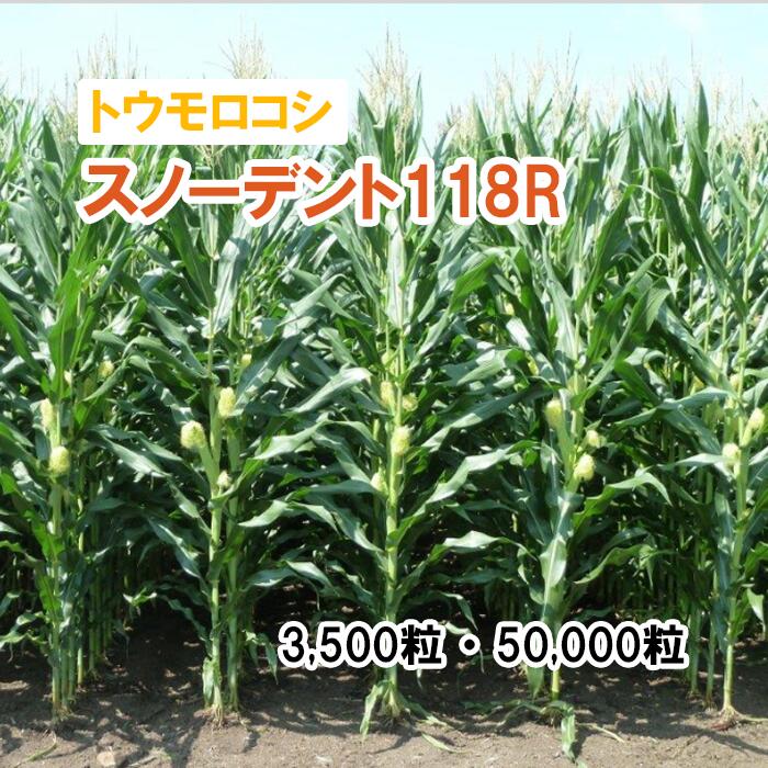 【 干し草用 唐きび 】 スノーデント118R / SH5702 3,500粒 50,000粒 草藁 作りだす用 緑化 緑肥 内果皮 雪印種苗