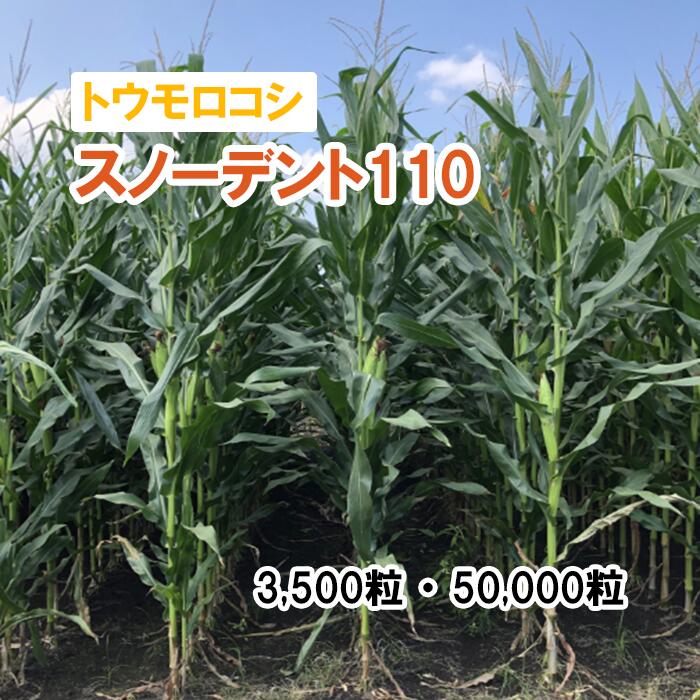 【 干し草用 唐きび 】 スノーデント110 / LG30500 3,500粒 50,000粒 草藁 作りだす用 緑化 緑肥 内果皮 雪印種苗