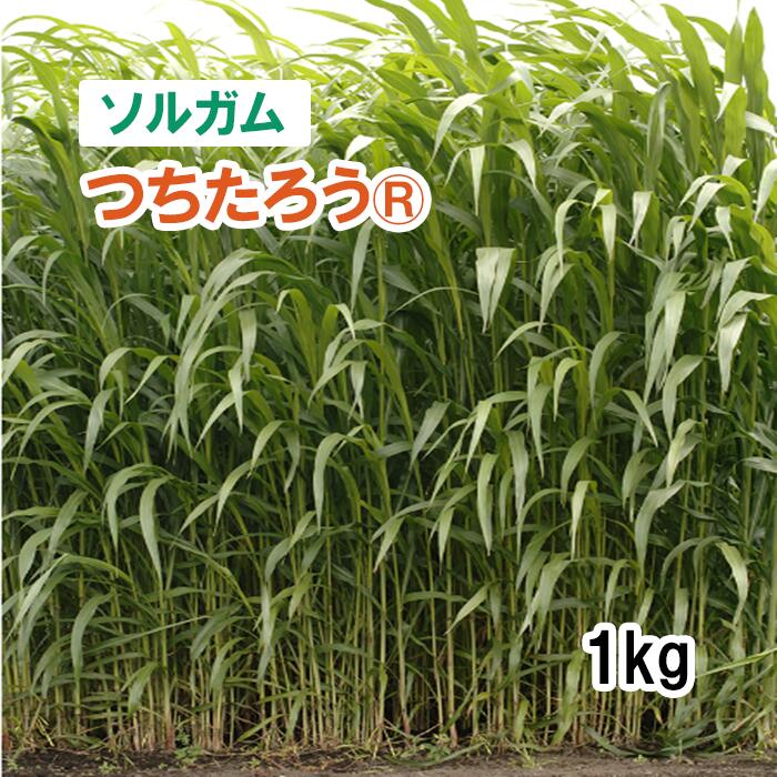 楽天市場】【 飼料用 ソルガム 】 緑肥用ソルゴー （早生・スーダン型
