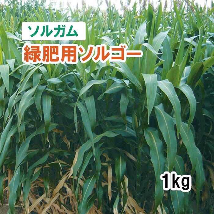 楽天市場】【 飼料用 ソルガム 】 ラッキーソルゴーNeo （早生