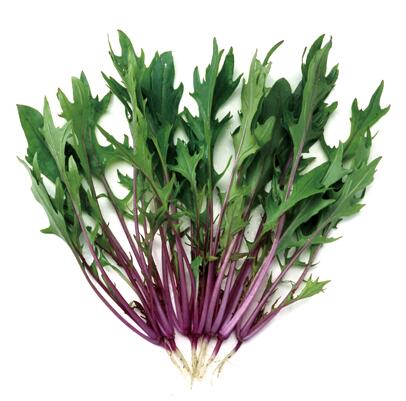 【 水菜 】 赤茎ミズナ 1L 【 中原採種場 】 野菜種 栽培用 種子 ベビーリーフ ナカハラのたね