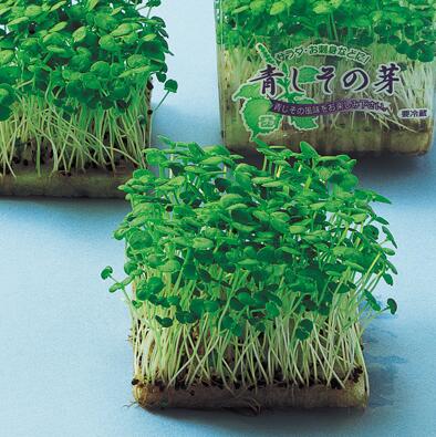 【 カイワレ 】 青しその芽 1L 【 中原採種場 】 野菜種 栽培用 葉物 種子 スプラウト ナカハラのたね