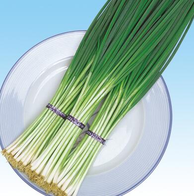 【 ネギ F1 】鴨頭ねぎ 1L 【 中原採種場 】 野菜種 栽培用 葉物 種子 葱 ねぎ ナカハラのたね|肥料と農薬専門店 ベジライス