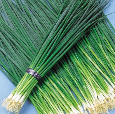 【 ネギ 】 博多九条葱 1L 【 中原採種場 】 野菜種 栽培用 葉物 種子 葱 ねぎ ナカハラのたね｜肥料と農薬専門店　ベジライス