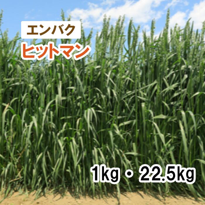 【 干し草用 エンバク 】 撃ち当てるマン （晩生） 1kg 22.5kg えん麦 草藁 放牧 採草 緑化 作りだす用 内果皮 カネコ種苗