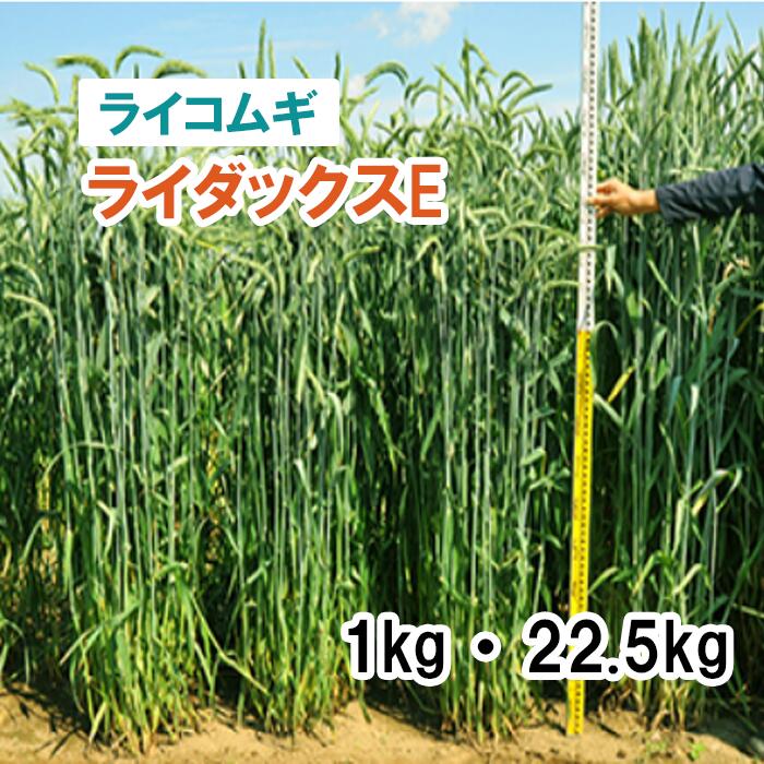 秋播き【 飼料用 ライコムギ 】 ライダックスE （中晩生） 1kg 22.5kg らい小麦 牧草 放牧 採草 緑化 栽培用 種子 カネコ種苗