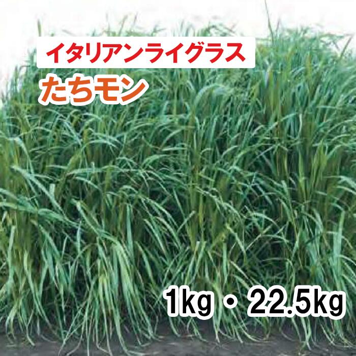 【 飼料用 イタリアンライグラス 】たちモン 1kg 22.5kg 牧草 放牧 採草 栽培用 緑化 緑肥 種子 雪印種苗
