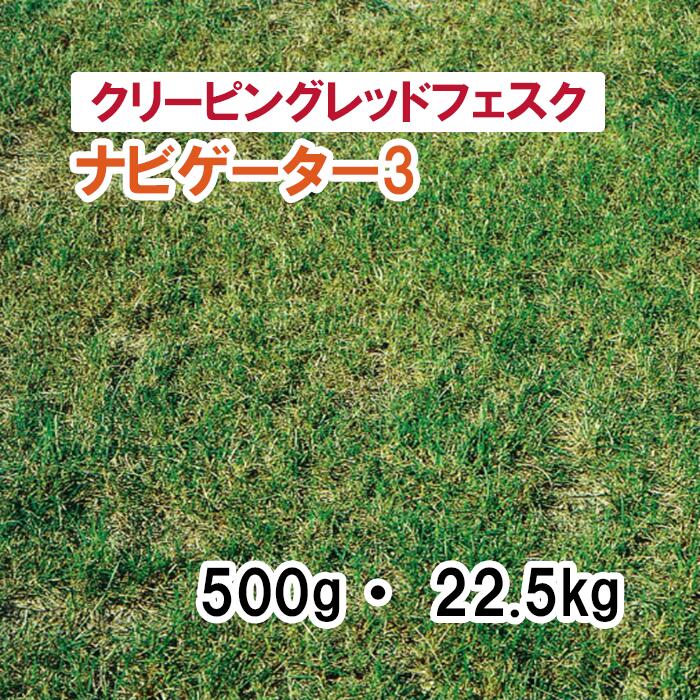 【 芝地用 クリーピングレッドフェスク 】 航海士3 500g 22.5kg 草藁 放牧 採草 作りだす用 干し草用 ゴルフ場 引きくらべる場 緑化 内果皮 タキイ種苗