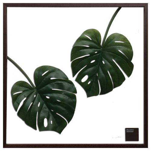 新品本物 モンステラ リーフ アートパネル グリーン 額付 F Style Frame Monstera Deliciosa Iff 美工社 お洒落 観葉植物 インテリア 取寄品 ベルコモン 結婚祝い 引越し祝い 新築祝い 開業祝い 格安 Www Jerad Org