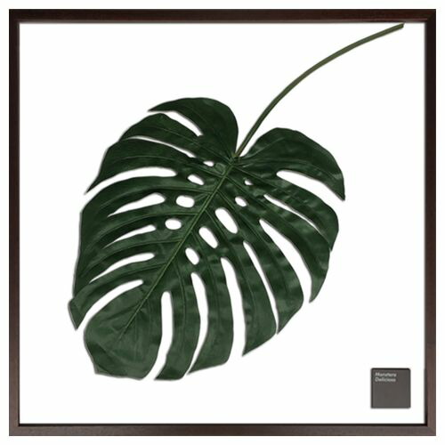 F Style Monstera モンステラ Frame 額付 お洒落 アートパネル Monstera 77 5 リーフ グリーン 取寄品 Deliciosa Iff 美工社 モンステラ リーフ アートパネル グリーン 額付 F Style Frame Monstera Deliciosa Iff 美工社 お洒落 観葉植物 インテリア 取寄品