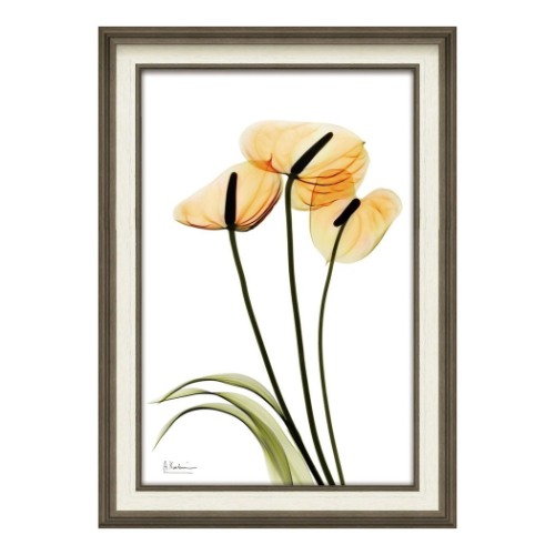 楽天市場】【ポイント10倍 & クーポン！】アルバート クーツィール