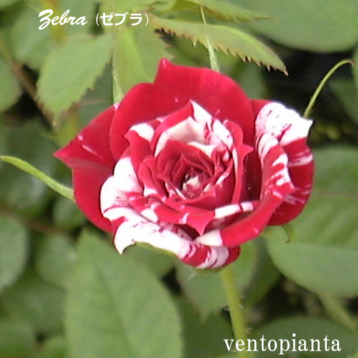 楽天市場】ミニバラ ゼブラ 3.5号サイズ 鉢植え 複色咲き レッド