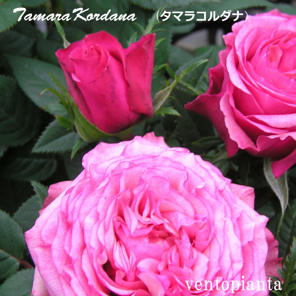 薔薇　3号 楽天市場】ミニバラ バラ サラマンダーアサミ 3号鉢 3号鉢×4個