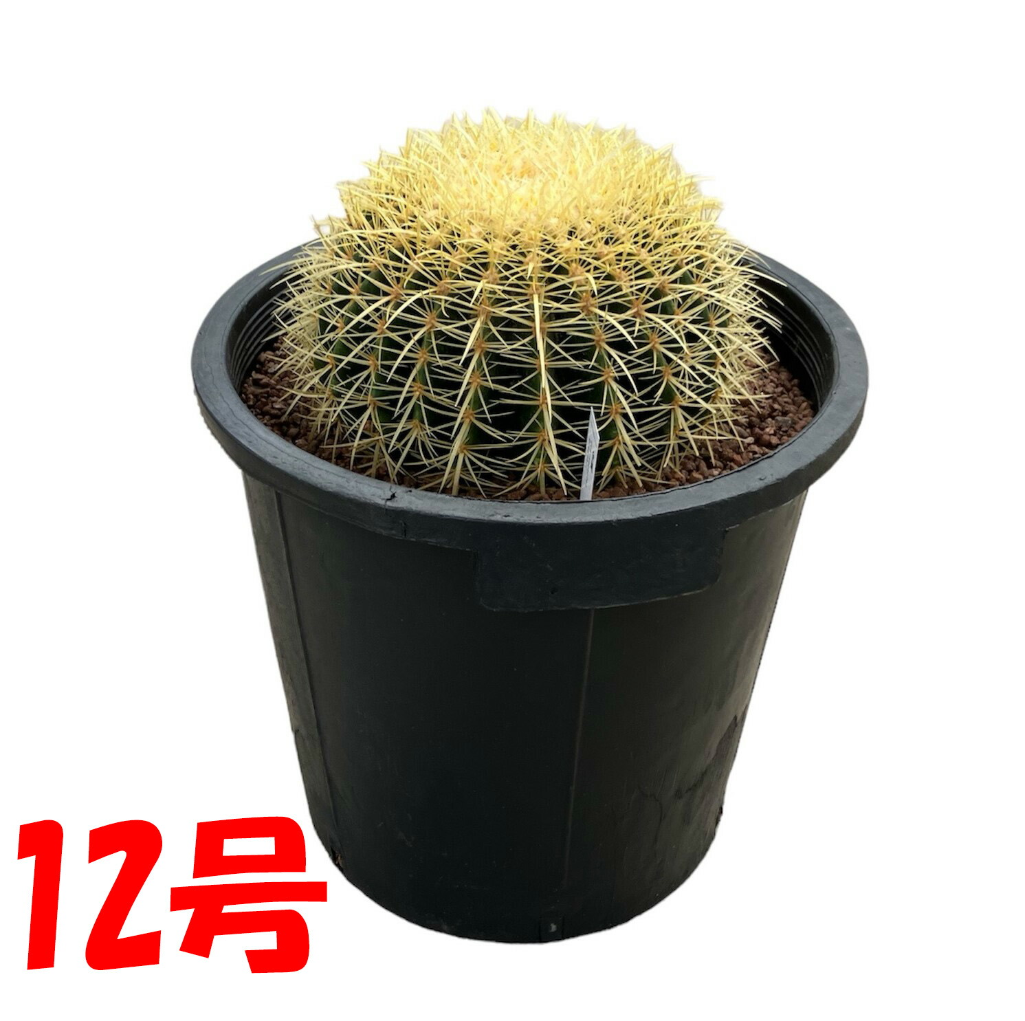 楽天市場】【現品】サボテン 金鯱（キンシャチ） 15号（1）【観葉植物