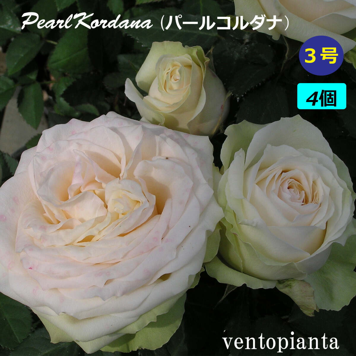 楽天市場】ミニバラ バラ サラマンダーアサミ 3号鉢 3号鉢×4個