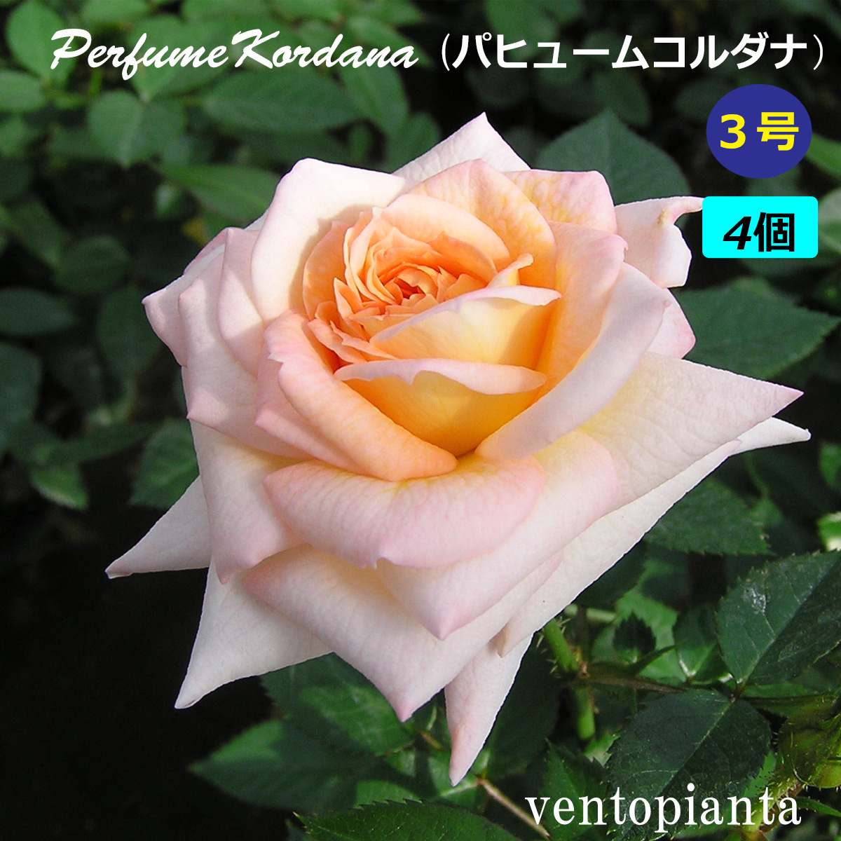 薔薇　3号 楽天市場】ミニバラ バラ サラマンダーアサミ 3号鉢 3号鉢×4個