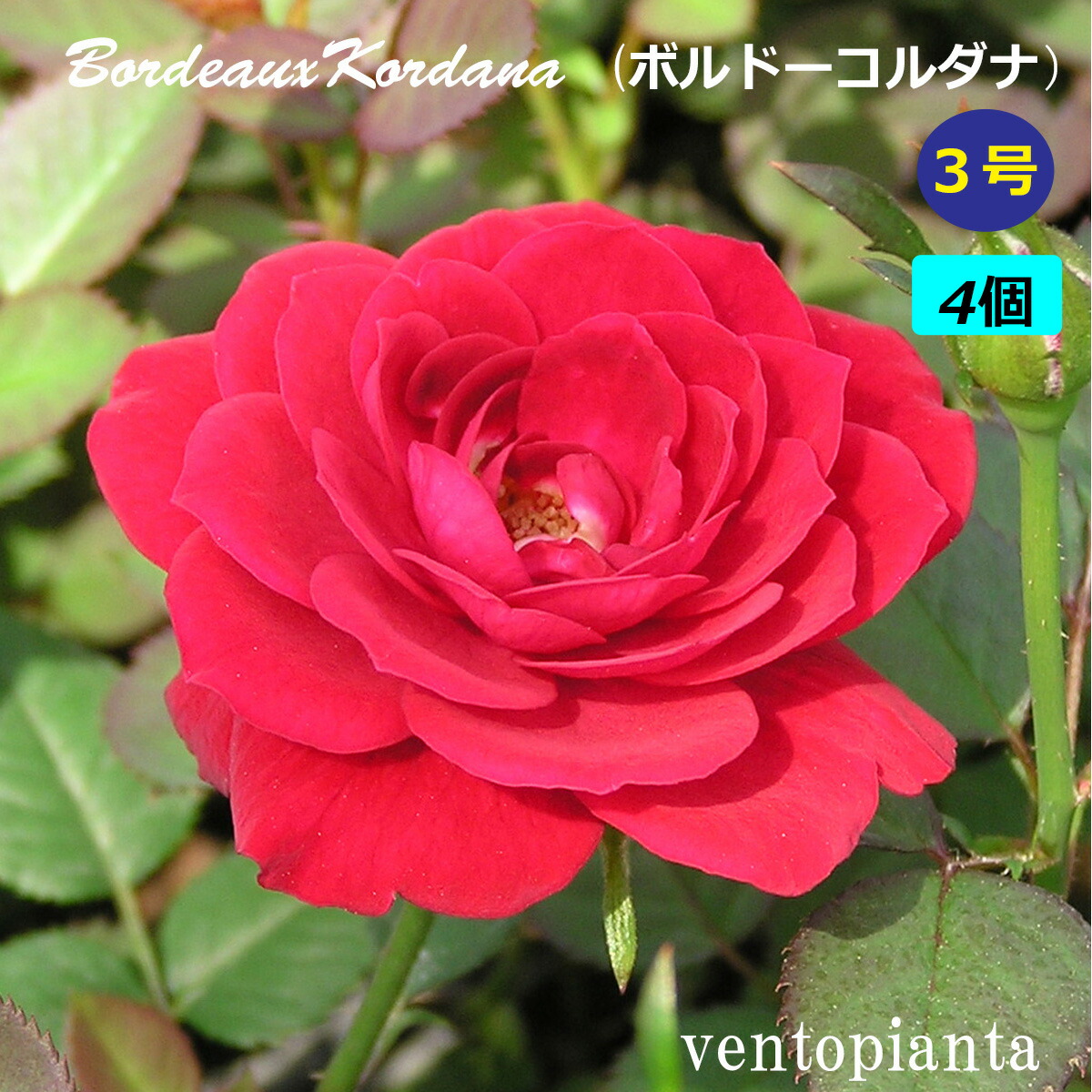 楽天市場】ミニバラ ボルドーコルダーナ 3.5号サイズ 鉢植え 鉢花 薔薇