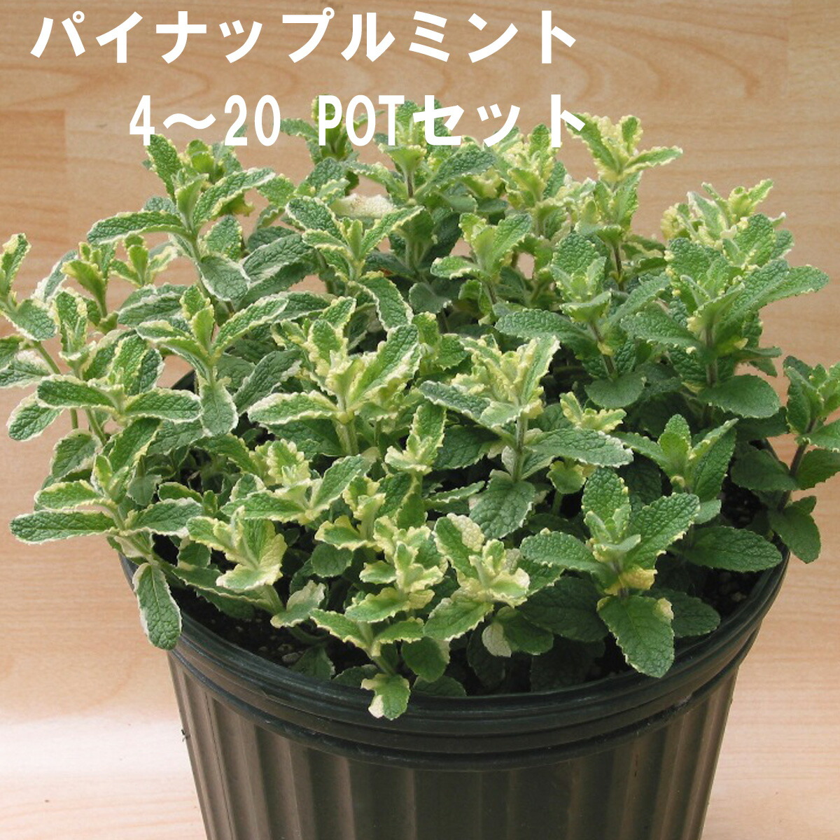 楽天市場】ギボウシ14POTセット グランドカバー 寒さに強い宿根草 6月