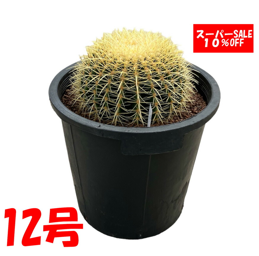 楽天市場】【現品・現物】【送料無料（対象外地域あり）】超大型