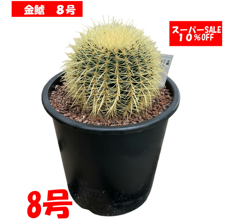 楽天市場】サボテンの王様 金鯱 8号鉢 大型 観葉植物 多肉植物 金