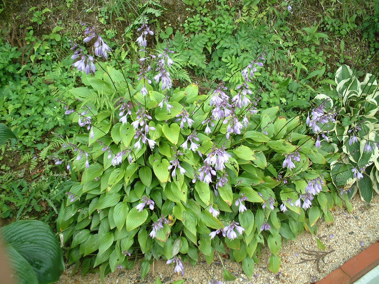 楽天市場】ギボウシ 苗 エメラルドティアラ 4号 ホスタ 擬宝珠