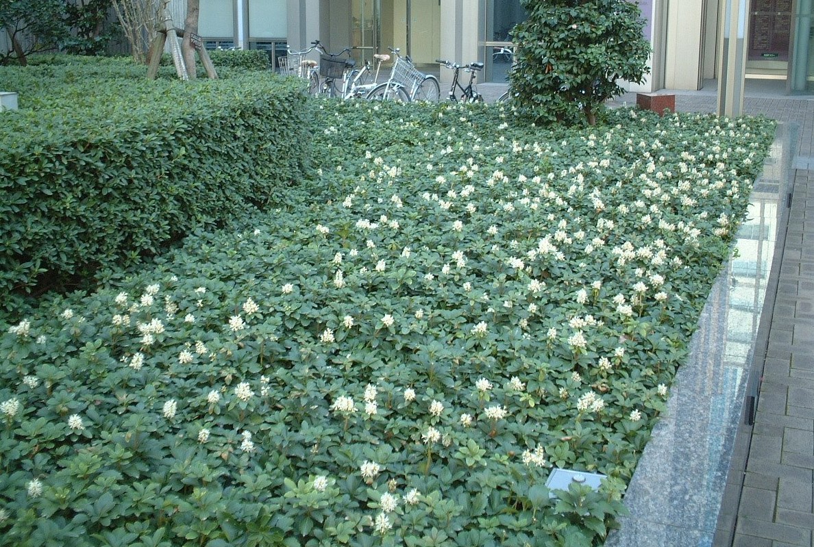 楽天市場】ギボウシ14POTセット グランドカバー 寒さに強い宿根草 6月