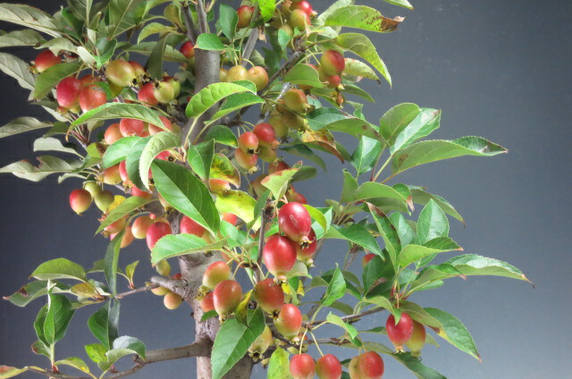 盆栽 実付き 深山カイドウ 桜姫 の鉢植え盆栽 現品 Sandjfisheries Co Uk