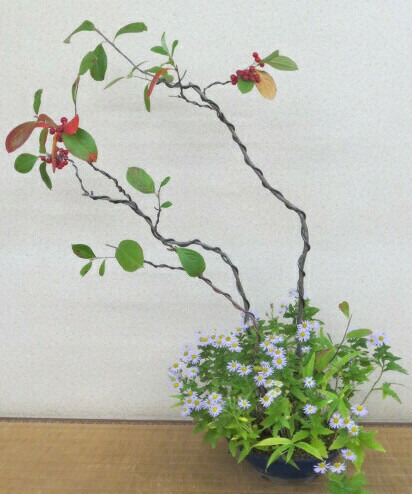 まさしく付添人 西洋カマツカ 野ダーク ブルー菊の花 薄紫 の寄せ植え盆栽 現品 北海道 沖縄 離島送り込む不可 21秋期興る目論む Allincasinos Net