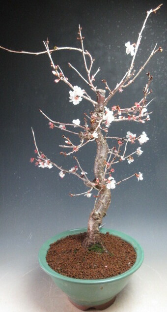 楽天市場】（株）一樹園 信濃寒桜 小品盆栽/樹齢8年 : 一樹園