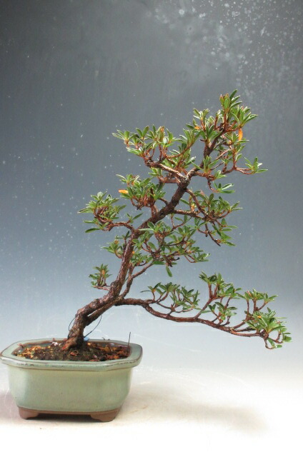 Amazon | 盆栽 花芽付き！皐月（サツキ）（星の輝）の鉢植え