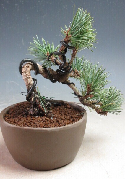 楽天市場】ミニ盆栽 八房杜松/トショウ（神付き）【現品】 : 山