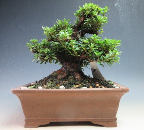 『日の丸』 皐月盆栽 さつき盆栽 サツキ盆栽 楽天市場】盆栽 花芽付！皐月（サツキ）（日の丸）【現品】2026春開花