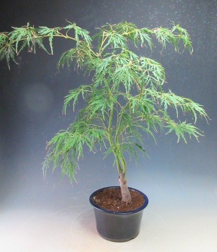 青シダレ 盆栽 水盤付き 楽天市場】モミジ 【青しだれ】 テーブルサイズ 鉢植え : 苗木部