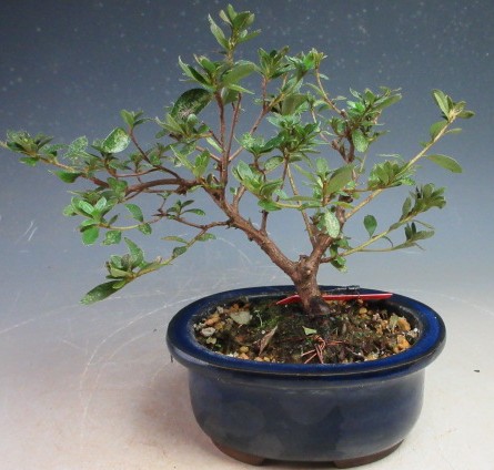 楽天市場】深山霧島ツツジ 満月 9cmポット 開花予定株 ミヤマキリシマ