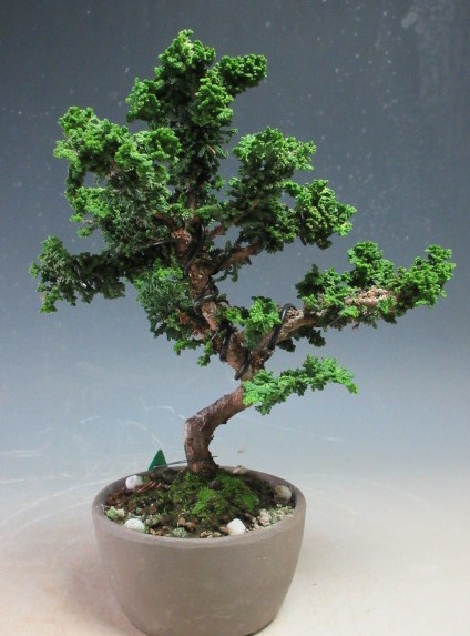 石化檜苗(15本) 楽天市場】石化ひのき 苗木 【 石化ヒノキ 雲竜八房 雅