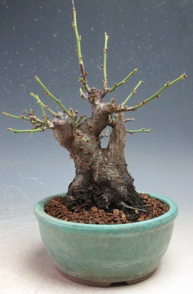 楽天市場】盆栽 野梅（いくよ）（売約済） : 盆栽専門店 三浦培樹園