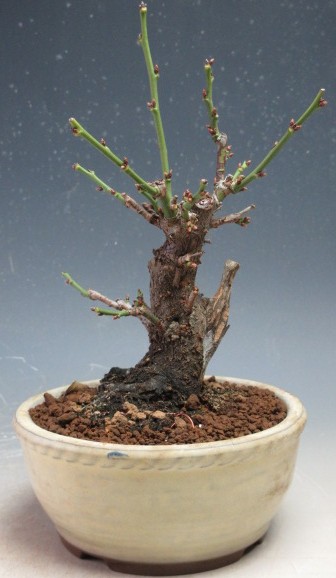 楽天市場】盆栽 「甲州野梅」 野梅 ヤバイ やばい 雑木盆栽 花物盆栽