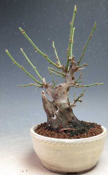 楽天市場】盆栽 「甲州野梅」 野梅 ヤバイ やばい 雑木盆栽 花物盆栽