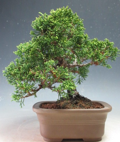 楽天市場】盆栽 真柏 樹齢25年 高級 一点物 糸魚川真柏【最高峰品質