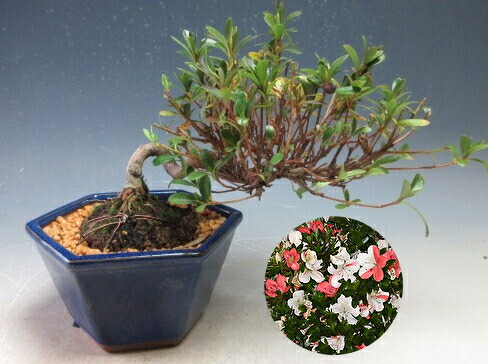 楽天市場】盆栽 花芽付！皐月（サツキ）（日の丸）【現品】2026春開花