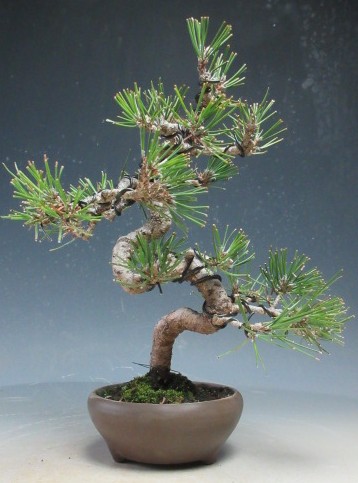 楽天市場】万年青：千代田の松*一品限り 現品物【送料無料】 : 遊恵