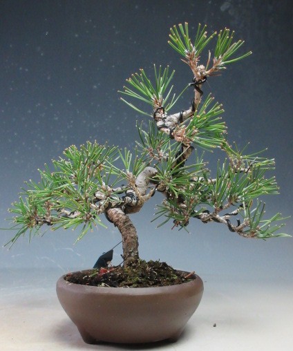 【値下げ！】万年青　千代田の松　薄葉系　鉢付き　おもと 楽天市場】万年青：千代田の松*一品限り 現品物【送料無料】 : 遊恵