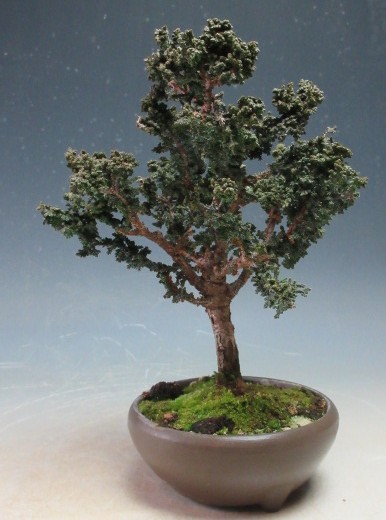 楽天市場】苗：初雪石化桧(ひのき)* ハツユキセッカヒノキ : 遊恵盆栽