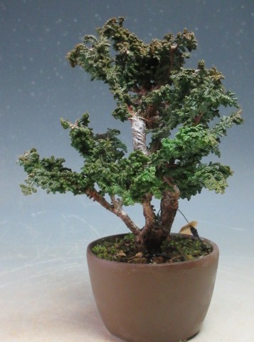 盆栽　石化ヒノキ【現品】
